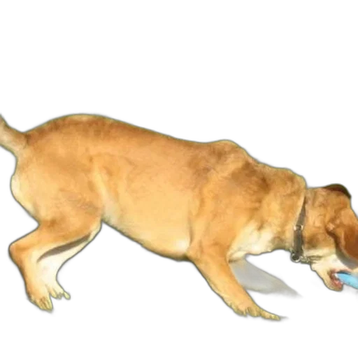 animal, creature, food, staff transparent PNG cut-out