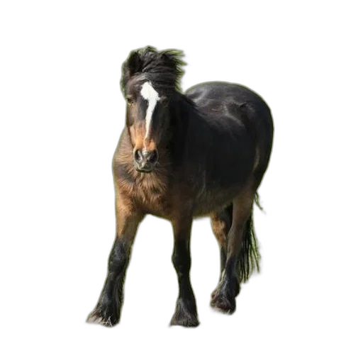 animal, hair, staff, creature, photorealistic, 3d render, concept art, black transparent PNG cut-out