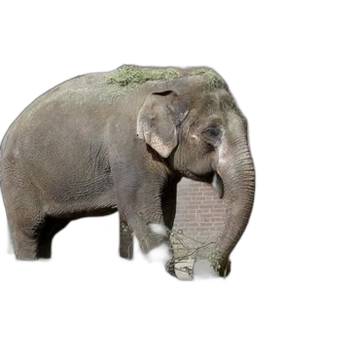 animal, creature, hat, face, photorealistic, 3d render, concept art, oil painting transparent PNG cut-out