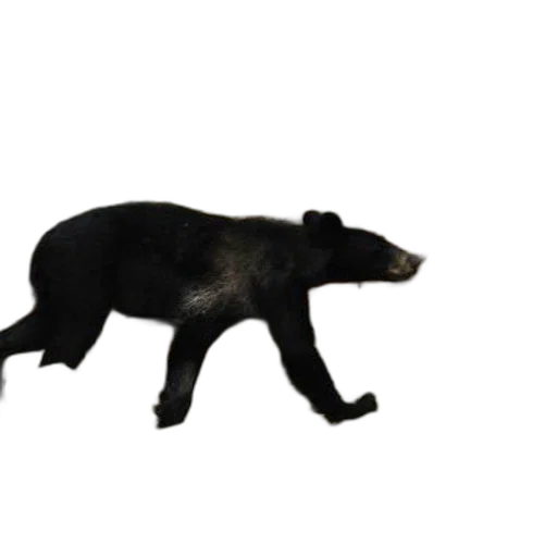 animal, creature, staff, hair, 3d render, concept art, photorealistic, pixel art transparent PNG cut-out