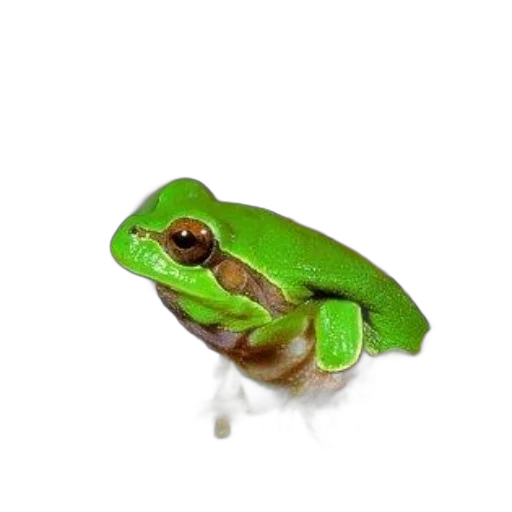 animal, hat, creature, staff, photorealistic, 3d render, concept art, watercolor transparent PNG cut-out