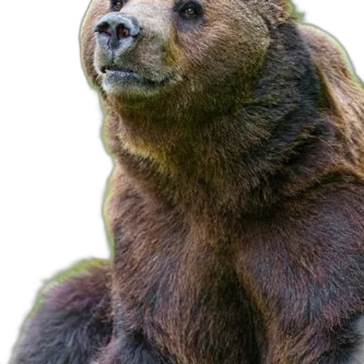 animal, creature, face, staff, photorealistic, concept art, 3d render, close-up transparent PNG cut-out