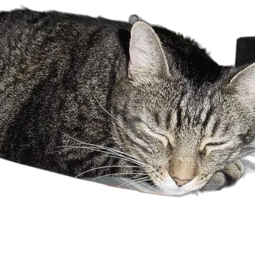 hat, staff, animal, shoes, photorealistic, 3d render, cat, rests transparent PNG cut-out
