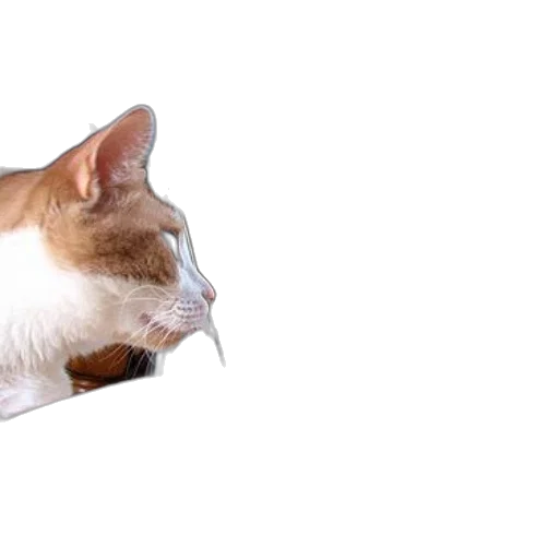 animal, staff, creature, hat, photorealistic, 3d render, cat, looks transparent PNG cut-out