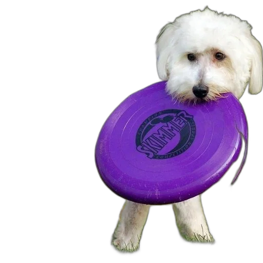 animal, creature, photorealistic, white, dog, holds, purple, frisbee transparent PNG cut-out