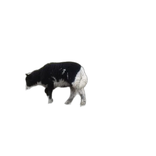 animal, creature, hat, food, 3d render, concept art, photorealistic, two transparent PNG cut-out