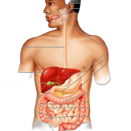 food, jewelry, anatomical, diagram, human, digestive, system, showing transparent PNG cut-out