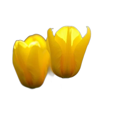 flower, crown, jewelry, food, 3d render, photorealistic, concept art, oil painting transparent PNG cut-out