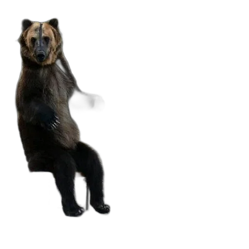animal, creature, 3d render, concept art, bear, sits, bench, park transparent PNG cut-out