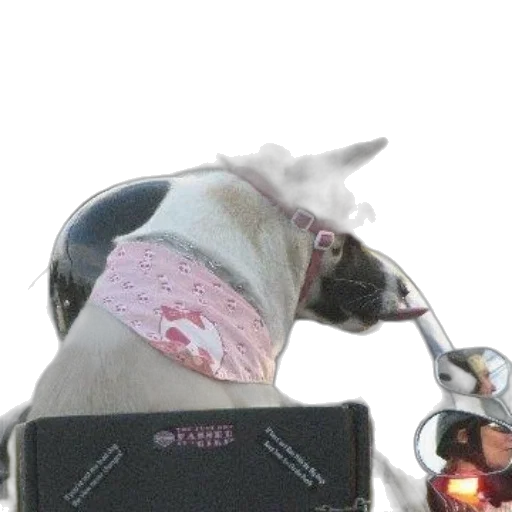robot, staff, animal, weapon, cyberpunk, vaporwave, concept art, dog transparent PNG cut-out
