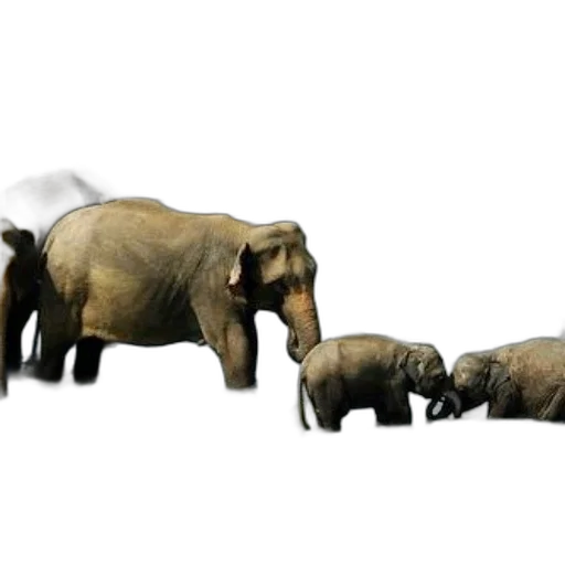 animal, concept art, 3d render, photorealistic, elephants, wading, river, two transparent PNG cut-out