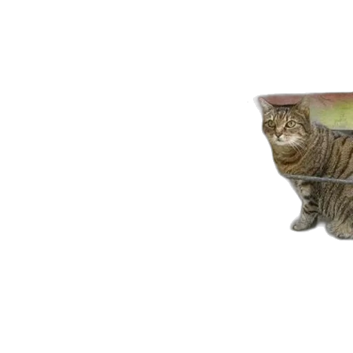 furniture, animal, photorealistic, 3d render, tabby, cat, sits, concrete transparent PNG cut-out