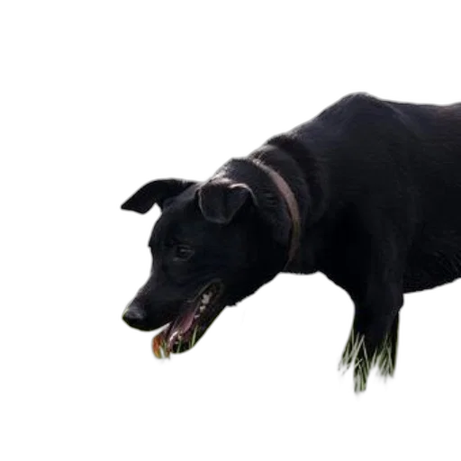 animal, creature, staff, weapon, photorealistic, 3d render, concept art, black transparent PNG cut-out