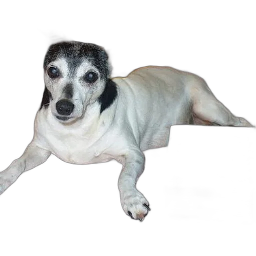 animal, creature, staff, face, photorealistic, 3d render, small, dog transparent PNG cut-out