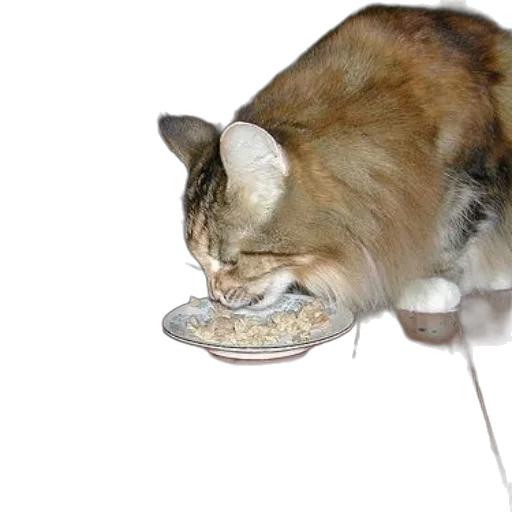 food, animal, staff, jewelry, photorealistic, 3d render, fluffy, cat transparent PNG cut-out