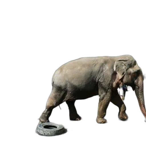 animal, creature, staff, shoes, 3d render, concept art, photorealistic, elephant transparent PNG cut-out