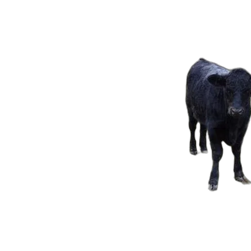 animal, creature, food, face, 3d render, photorealistic, concept art, three transparent PNG cut-out