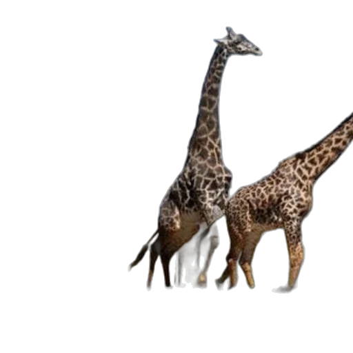 animal, creature, 3d render, concept art, photorealistic, fantasy art, person, takes transparent PNG cut-out