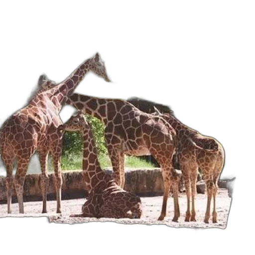 animal, creature, staff, hat transparent PNG cut-out