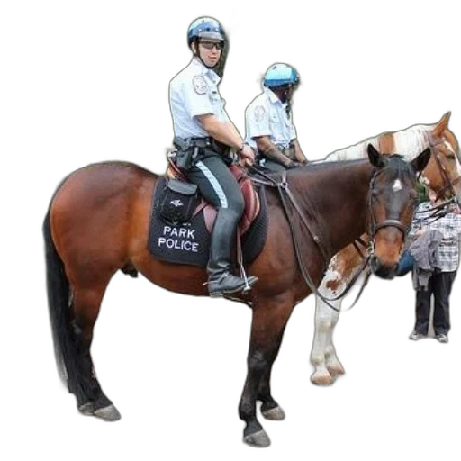 staff, two, police, officers, horseback, one, which, has transparent PNG cut-out