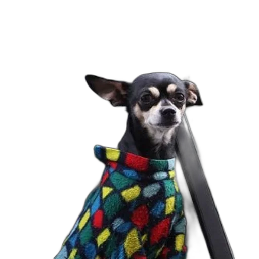 staff, animal, umbrella, jacket, 3d render, small, dog, wearing transparent PNG cut-out