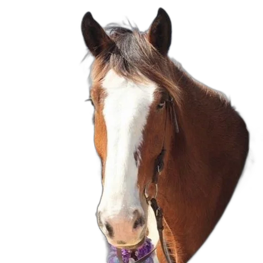 animal, hat, staff, creature transparent PNG cut-out
