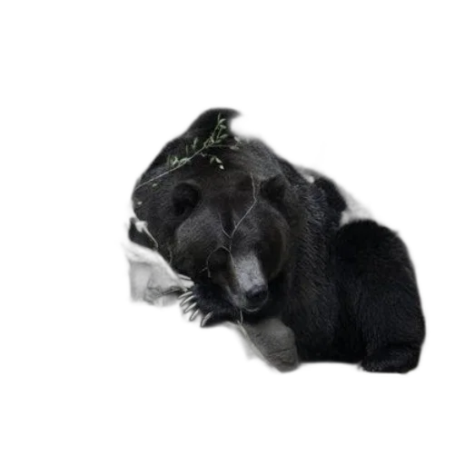 animal, creature, hair, staff, 3d render, photorealistic, concept art, oil painting transparent PNG cut-out