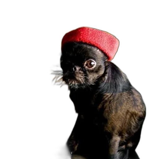 hat, animal, crown, creature transparent PNG cut-out