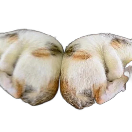 jacket, hair, animal, hat, photorealistic, 3d render, cat, sleeping transparent PNG cut-out