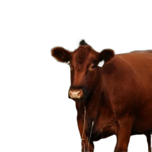 animal, food, creature, face transparent PNG cut-out