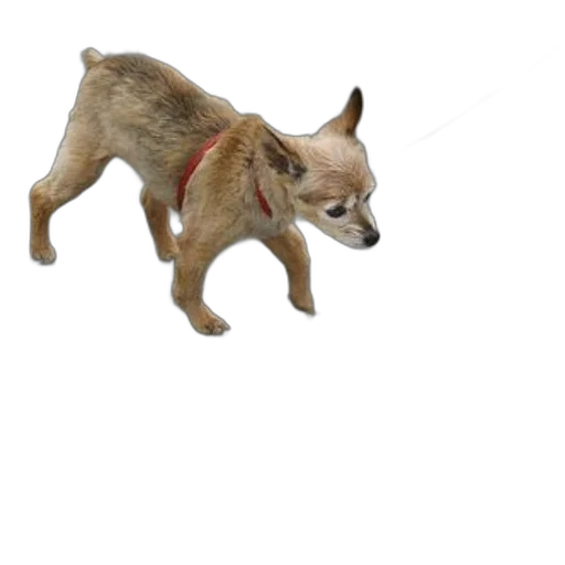 animal, creature, staff, weapon, 3d render, photorealistic, concept art, pixel art transparent PNG cut-out