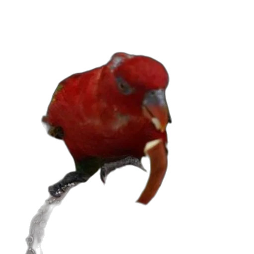 animal, creature, weapon, staff, concept art, 3d render, photorealistic, watercolor transparent PNG cut-out