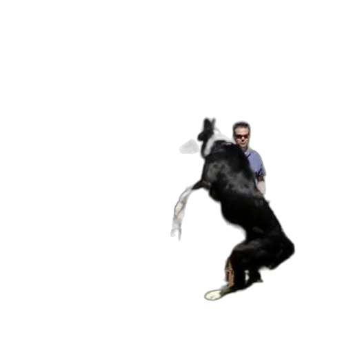 animal, creature, dragon, staff, concept art, 3d render, pixel art, photorealistic transparent PNG cut-out