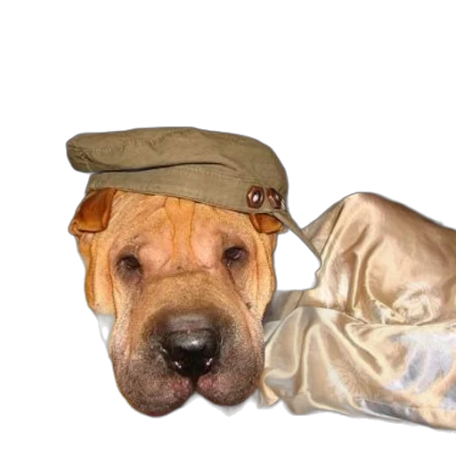 hat, animal, jacket, creature, photorealistic, oil painting, 3d render, concept art transparent PNG cut-out
