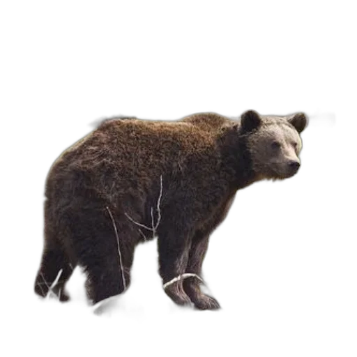 animal, creature, staff, hair, concept art, photorealistic, 3d render, brown transparent PNG cut-out