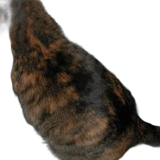 animal, staff, creature, hat transparent PNG cut-out