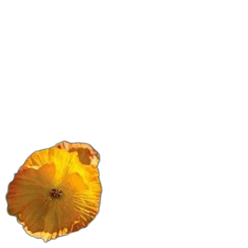 flower, crown, food, umbrella, photorealistic, 3d render, pixel art, concept art transparent PNG cut-out