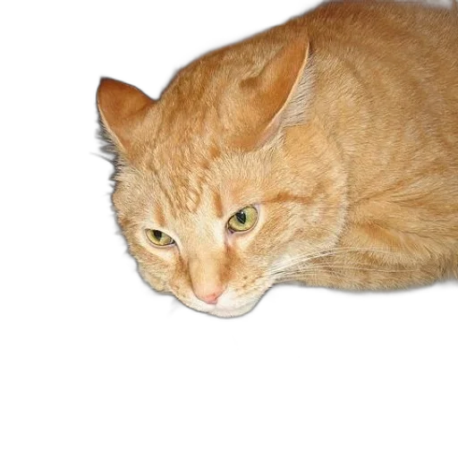 animal, staff, creature, face, photorealistic, 3d render, cat, laying transparent PNG cut-out