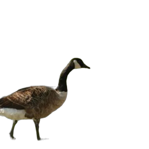 animal, creature, jacket, staff, 3d render, concept art, photorealistic, pixel art transparent PNG cut-out