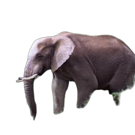 animal, creature, staff, hat, photorealistic, 3d render, concept art, watercolor transparent PNG cut-out
