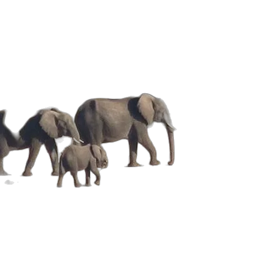 animal, creature, concept art, 3d render, photorealistic, pixel art, forest, rain transparent PNG cut-out
