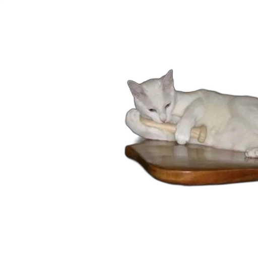 furniture, food, animal, shoes, 3d render, photorealistic, oil painting, white transparent PNG cut-out