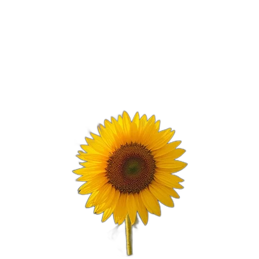 flower, staff, jewelry, umbrella, 3d render, photorealistic, oil painting, watercolor transparent PNG cut-out
