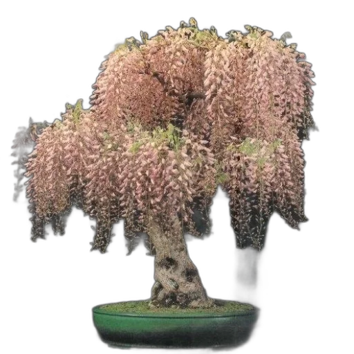 tree, crown, hair, staff, photorealistic, 3d render, concept art, fantasy art transparent PNG cut-out