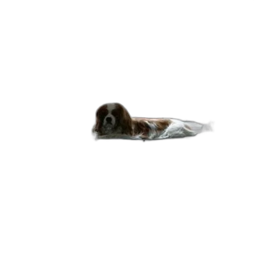 animal, hair, creature, bottle, photorealistic, 3d render, underwater, dog transparent PNG cut-out