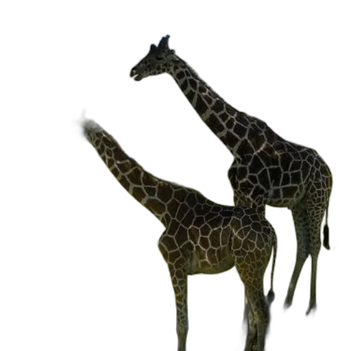 animal, creature, staff, 3d render transparent PNG cut-out