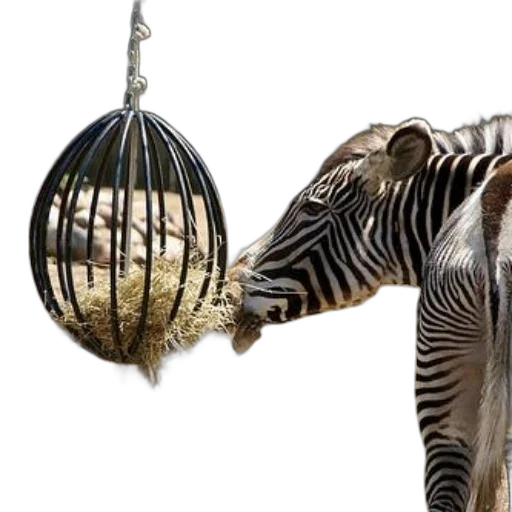 animal, jewelry, 3d render, zebra transparent PNG cut-out