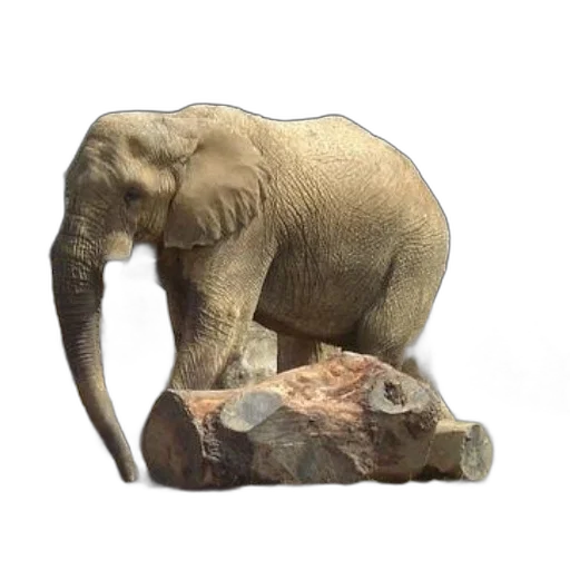 animal, creature, staff, furniture, 3d render, photorealistic, concept art, oil painting transparent PNG cut-out