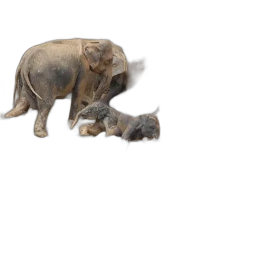 animal, concept art, photorealistic, 3d render, elephants, playing, mud, near transparent PNG cut-out