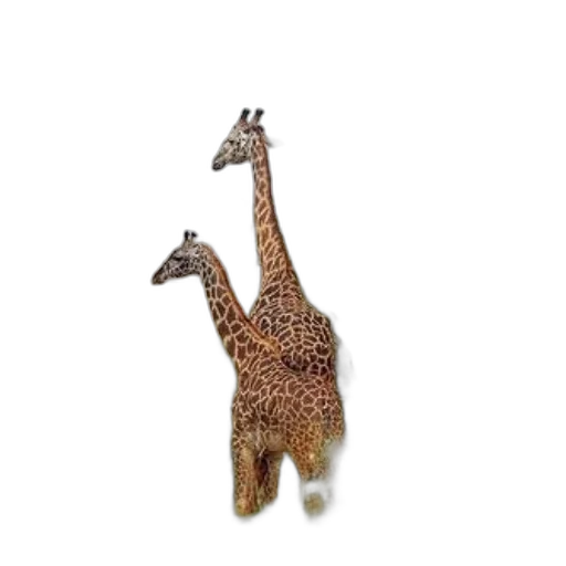 animal, creature, staff, hat, 3d render, photorealistic, concept art, pixel art transparent PNG cut-out